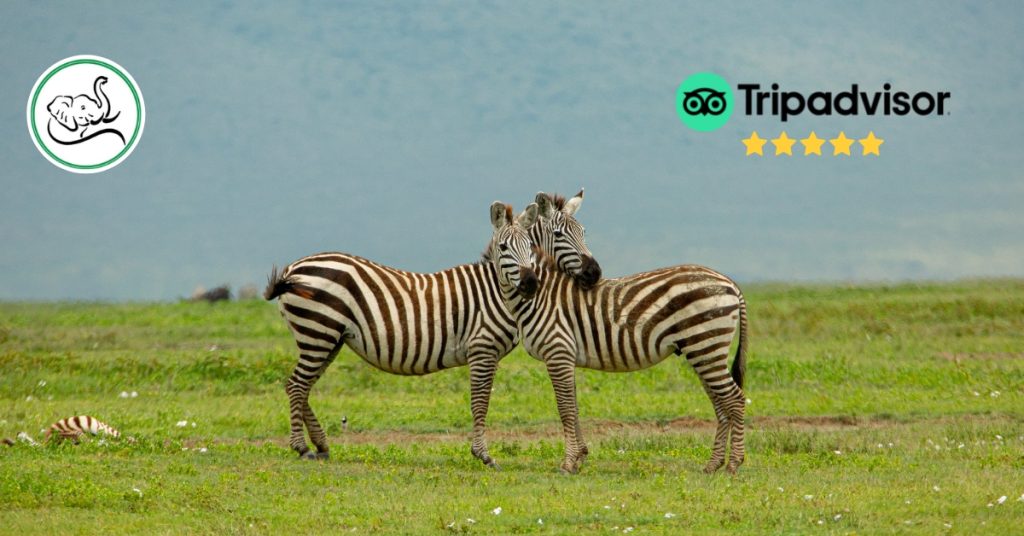 Tanzania Safari Tour Guide
