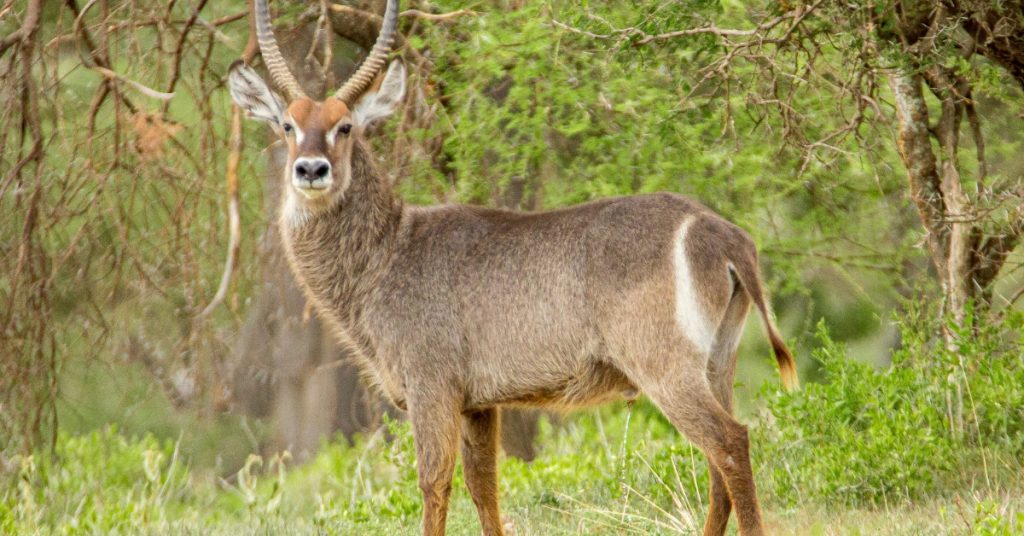 Tanzania Safari Tour Checklist