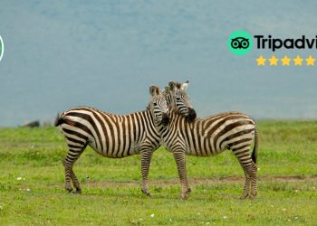 Tanzania Safari Tour Guide